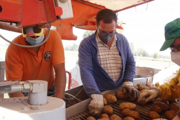 Cella recoge una muy buena cosecha de patata, que llega a las 700 toneladas