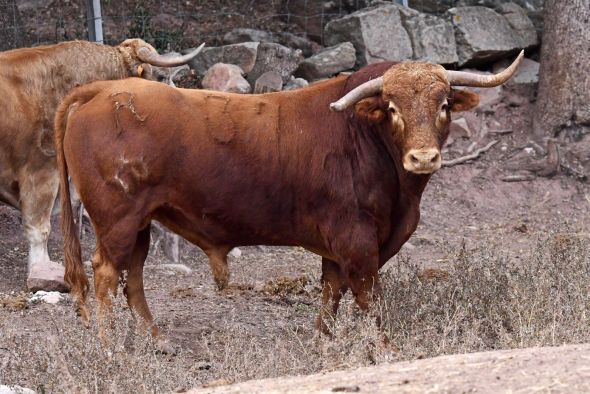 Mora de Rubielos reinicia la actividad taurina en las calles en Aragón