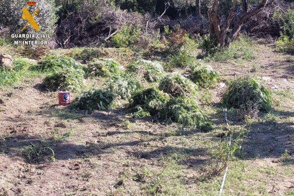 Detenidas siete personas por robar en una plantación de cáñamo industrial en Calamocha