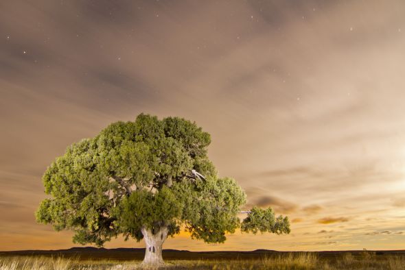 El árbol de la España despoblada que se quiere hacer famoso en Europa