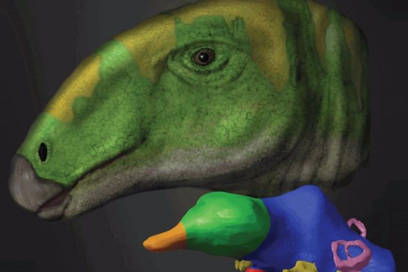 El dinosaurio Proa de Ariño es portada de la prestigiosa revista científica 'Journal of Comparative Neurology'