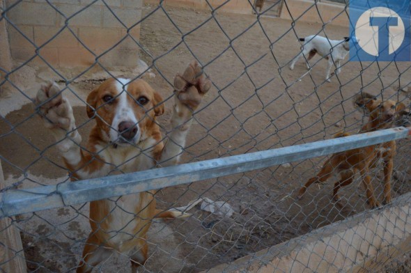 El refugio de la Protectora de animales de Alcañiz está al borde del colapso con 71 perros que cuidar