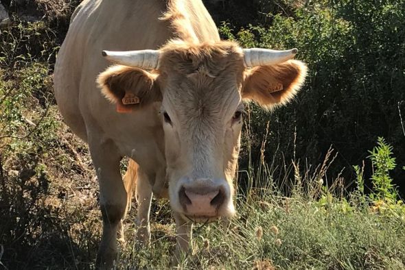 La carne