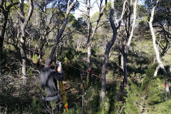 Un pinar de Alcañiz se incorporará al Catálogo de Arboledas Singulares de Aragón