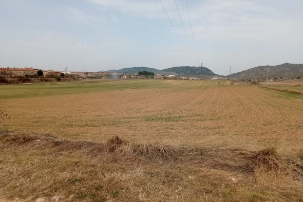 Estado de alarma en el campo bajoaragonés ante la preocupante falta de lluvias que afecta al cereal