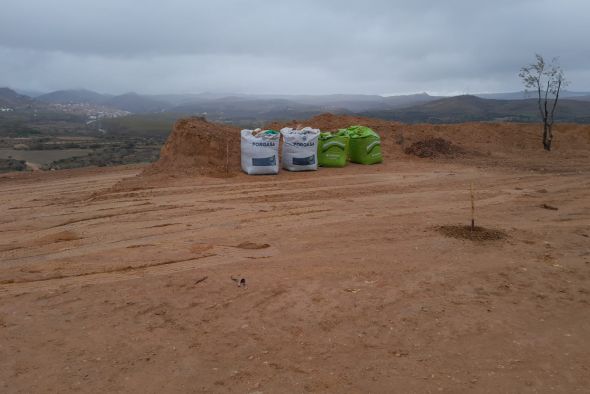 Cuatrocientos olivos devolverán la biodiversidad a una mina de Oliete