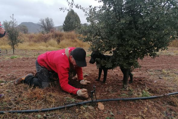 Los truficultores cierran tarde una campaña con 100 toneladas recogidas