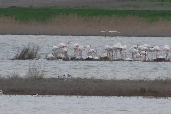 El flamenco común se comienza a reproducir en el entorno de la laguna de Gallocanta