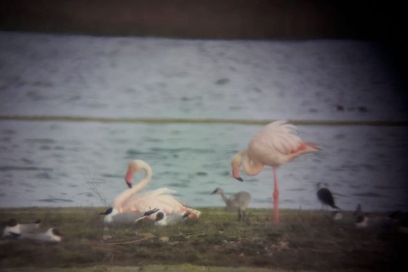 Los primeros polluelos de flamenco ya han nacido en la laguna de Gallocanta