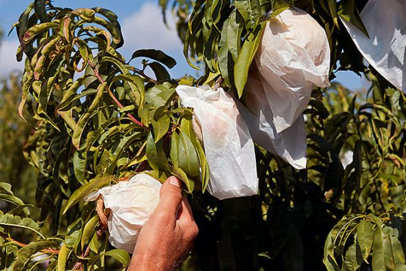 La ola de calor extremo agudiza las pérdidas generadas por las fuertes heladas del pasado mes en la agricultura del Bajo Aragón