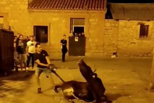 El Partido Animalista Pacma critica el trato a una vaquilla en un festejo taurino en Albarracín