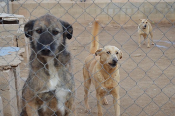 La Protectora de animales de Alcañiz pide ayuda para comprar comida