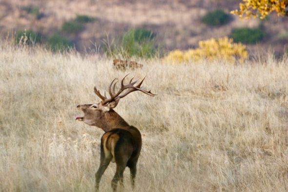 Arranca la temporada de las visitas guiadas a la berrea de los ciervos en la Sierra de Albarracín