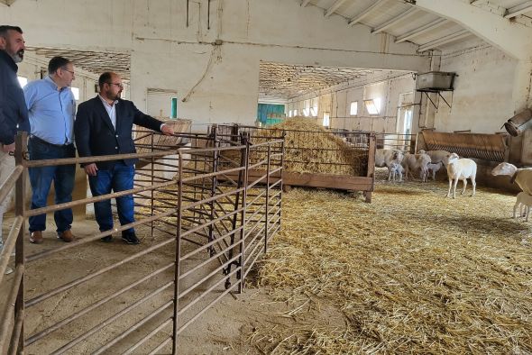 Medio millar de ovejas y centros de inseminación y recría para el ovino