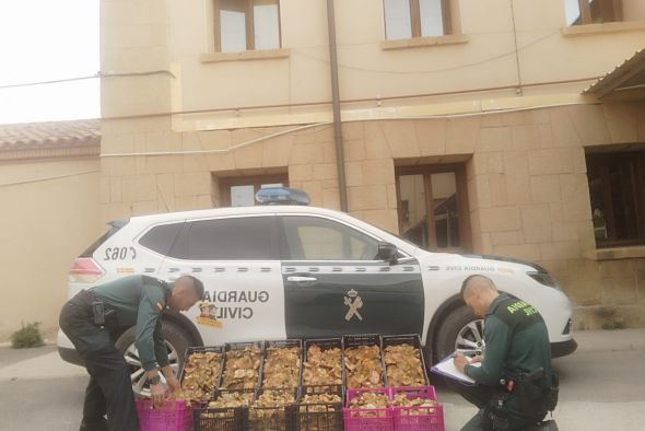 La Guardia Civil decomisa 547 kilos de rebollones en los términos municipales de Cabra de Mora y Bronchales