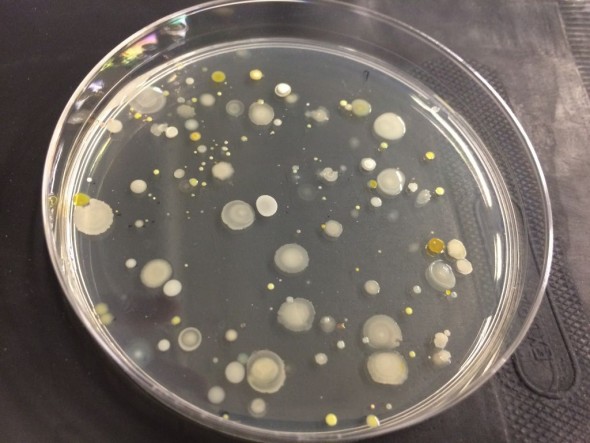 Las bacterias naturales, posible fórmula  para aumentar la producción de trufa