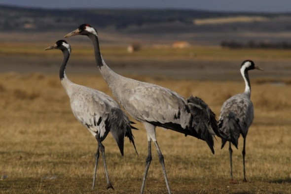 La llegada de las grullas a la laguna de Gallocanta atrae turistas de Francia, Inglaterra, Holanda y Bélgica