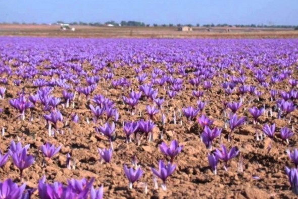 La falta de lluvia y las altas temperaturas merman la rosa del azafrán