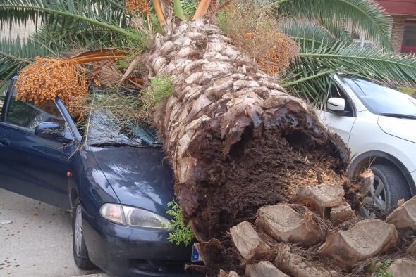 Un vecino de Alcorisa, ileso tras caer una palmera sobre su coche en el patio del Criet