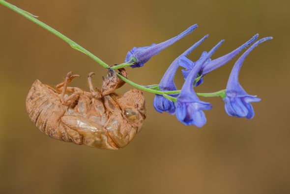 La fotografía 'Exuvia de cigarra', de Santiago Gumiel, gana el concurso del CITAte por el Día Mundial del Suelo