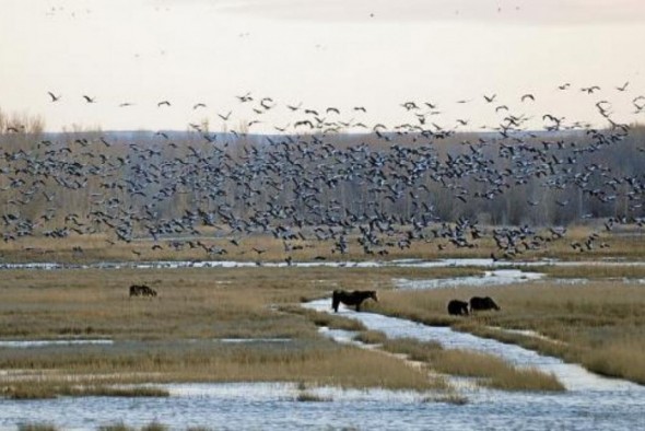 Villarquemado construirá dos alojamientos junto a la Laguna del Cañizar para observar las aves