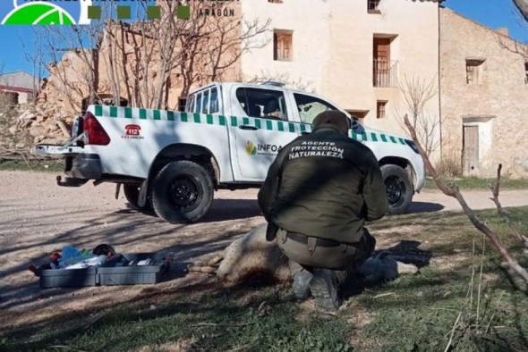 Un nuevo ataque del lobo deja cuatro ovejas muertas en una explotación ganadera de Andorra