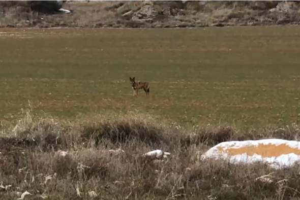 El animal que ha atacado en el Bajo Aragón Histórico: una loba ibérica solitaria que busca alimento en los corrales de ganado