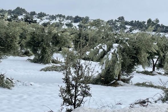 El peso de la nieve vuelve a provocar graves daños en las plantaciones de olivar joven