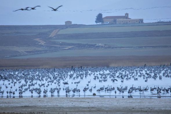 Hasta 90.000 grullas se dan cita estos días en el entorno de Gallocanta en la época más importante de la migración