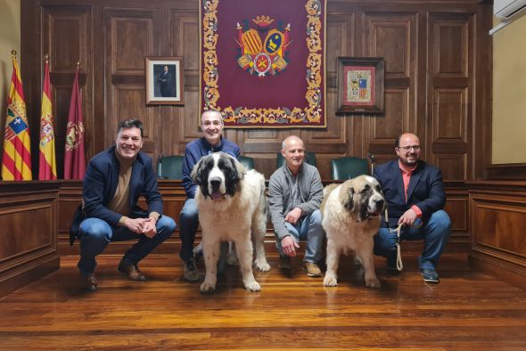 La exposición monográfica de mastines del Pirineo vuelve a la capital turolense