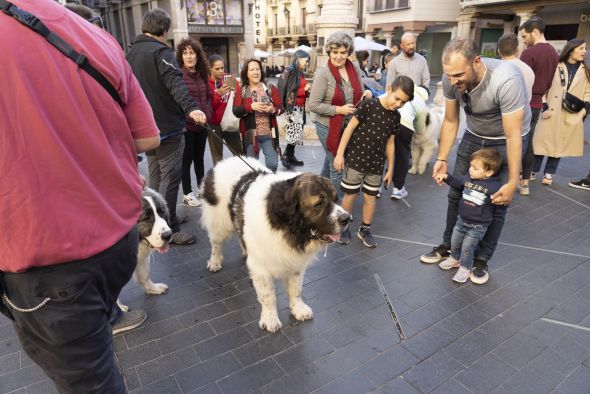 Los turolenses se rinden a los encantos de los mastines, reyes de la ganadería trashumante y extensiva