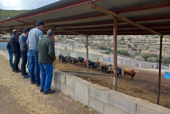 Elegidos los toros ensogados de las Fiestas del Ángel 2023