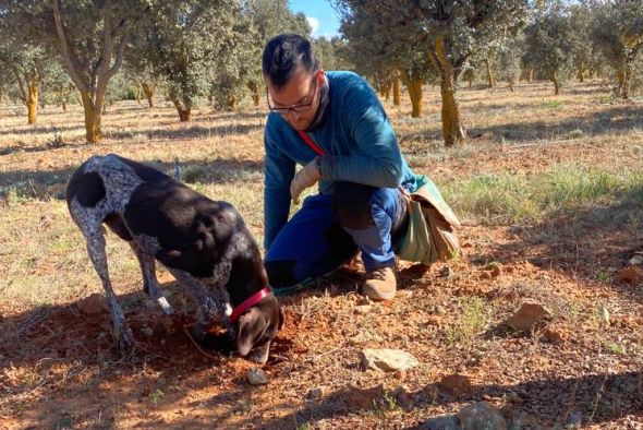 El calor estival merma una campaña trufera que ha sido “mejor de lo que se preveía”