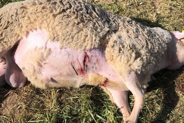 Nuevo ataque a las ovejas, esta vez en Castelserás y  por acción de varios perros