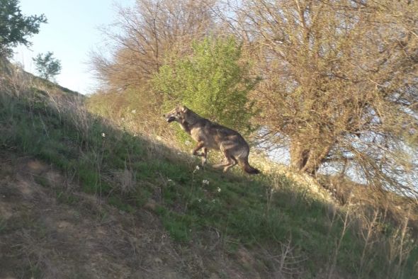Avistan de nuevo en Valmuel a uno de los dos lobos que han atacado a ganados