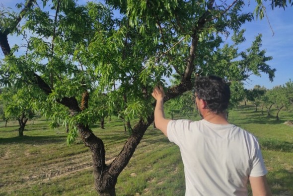 Una nueva helada deja ‘tocada’ la cosecha de la almendra en Matarraña y Bajo Aragón