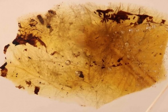 Los escarabajos comían plumas de dinosaurios hace unos 105 millones de años