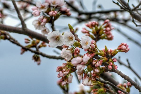 Hanami