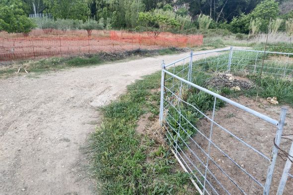 Preocupación entre los vecinos de Alcaine por los destrozos de los jabalíes en los huertos