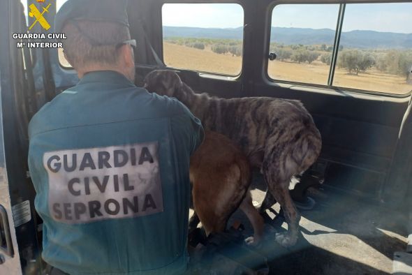 Algunos animales del criadero de perros desmantelado en Calanda tenían un microchip  a nombre de una segunda persona