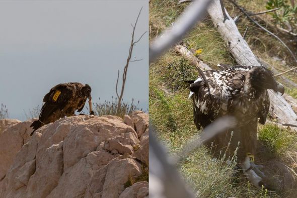 El despliegue eólico en el Maestrazgo obliga a parar la reintroducción del quebrantahuesos