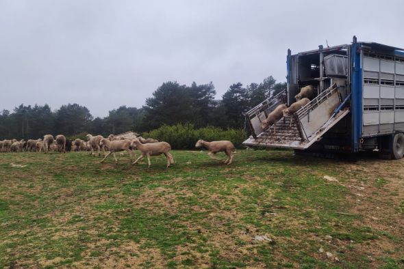 Ultiman un protocolo que permitirá a los ganaderos trashumantes regresar a Teruel pese a la viruela