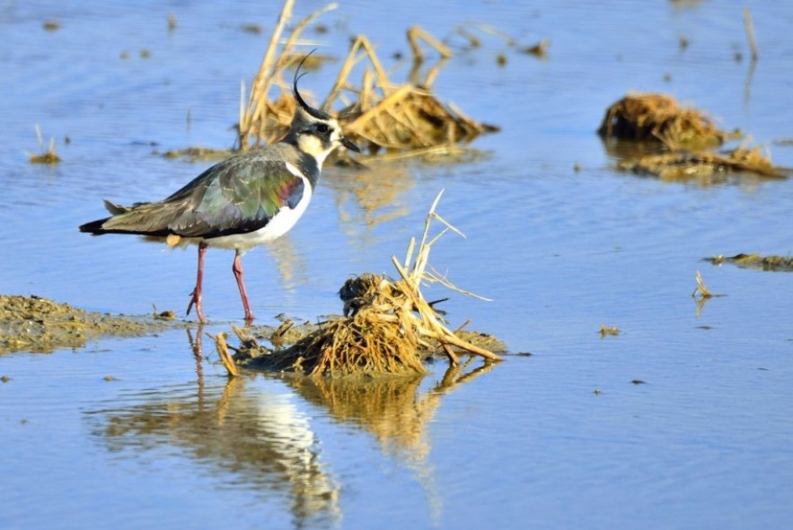 La revista Turolenses dedica su dossier central a la situación de las aves de la provincia