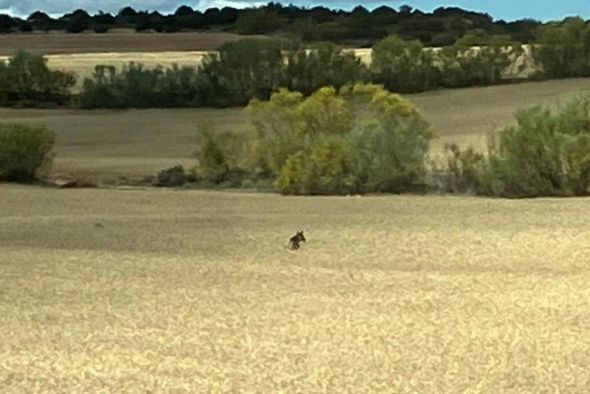 El decreto de ayudas por los ataques del lobo saldrá en verano, pero aún no tiene fecha