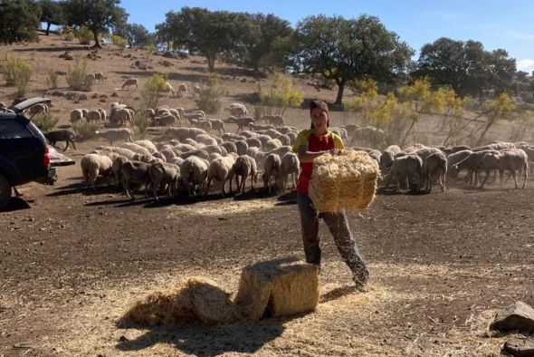 Un protocolo antiviruela permitirá regresar  a Teruel a las ovejas que están en La Mancha