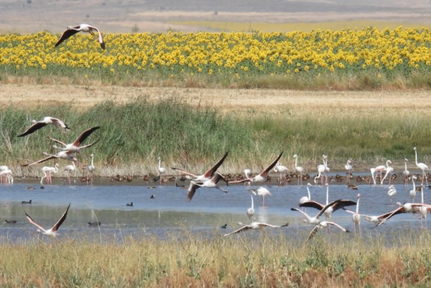 La laguna de Gallocanta afronta un nuevo periodo de sequía con una lámina de agua de 27 centímetros