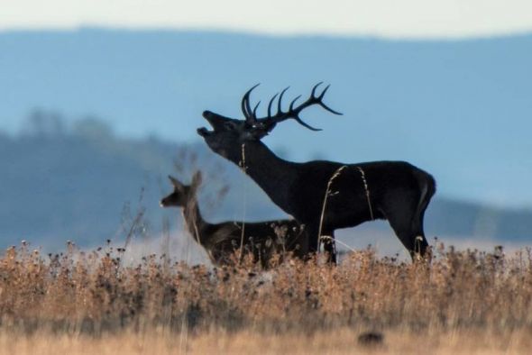 Toman muestras para averiguar la causa de la muerte de una decena de ciervos en los Montes Universales