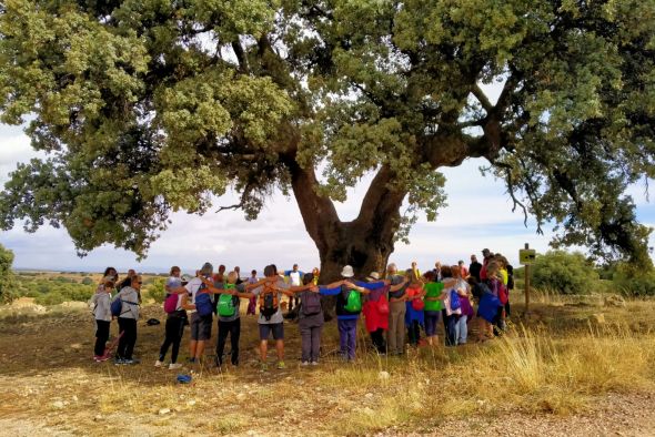 Una andada destaca la relevancia de la Carrasca de los Tocones de Peracense, candidata a Árbol del Año