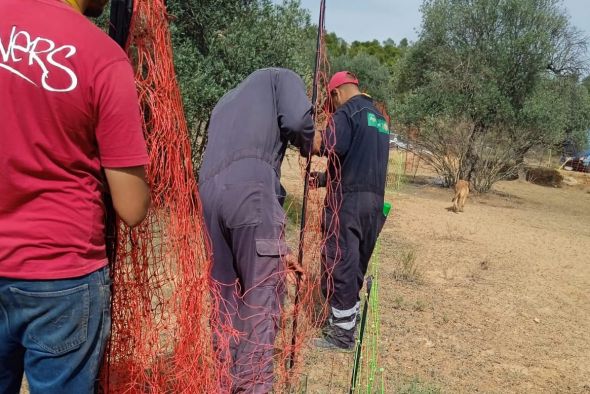 Las ayudas públicas por la presencia del lobo llegan a 41 ganaderos del Bajo Aragón
