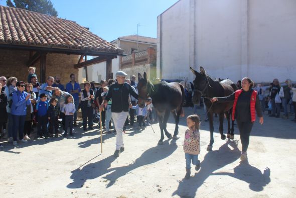 La Feria de Orihuela recuerda y valora la labor de los mulos como antigua herramienta de trabajo en el campo y la casa